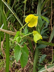 Momordica cochinchinensis