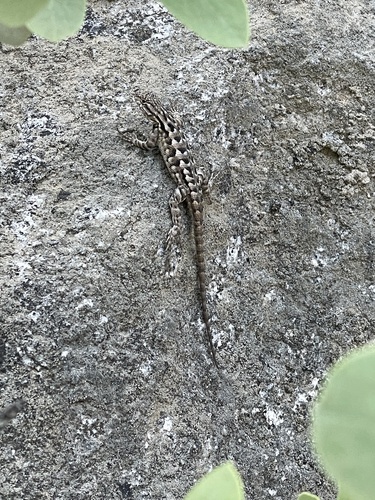 iNaturalist observation photo of Western Fence Lizard