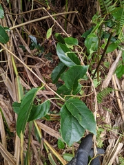 Actinidia