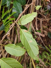 Actinidia
