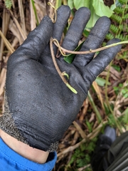 Actinidia