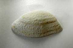 Iphigenia brasiliensis
