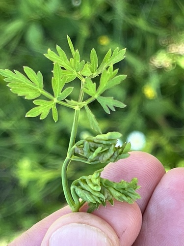 Jaapiella dittrichi