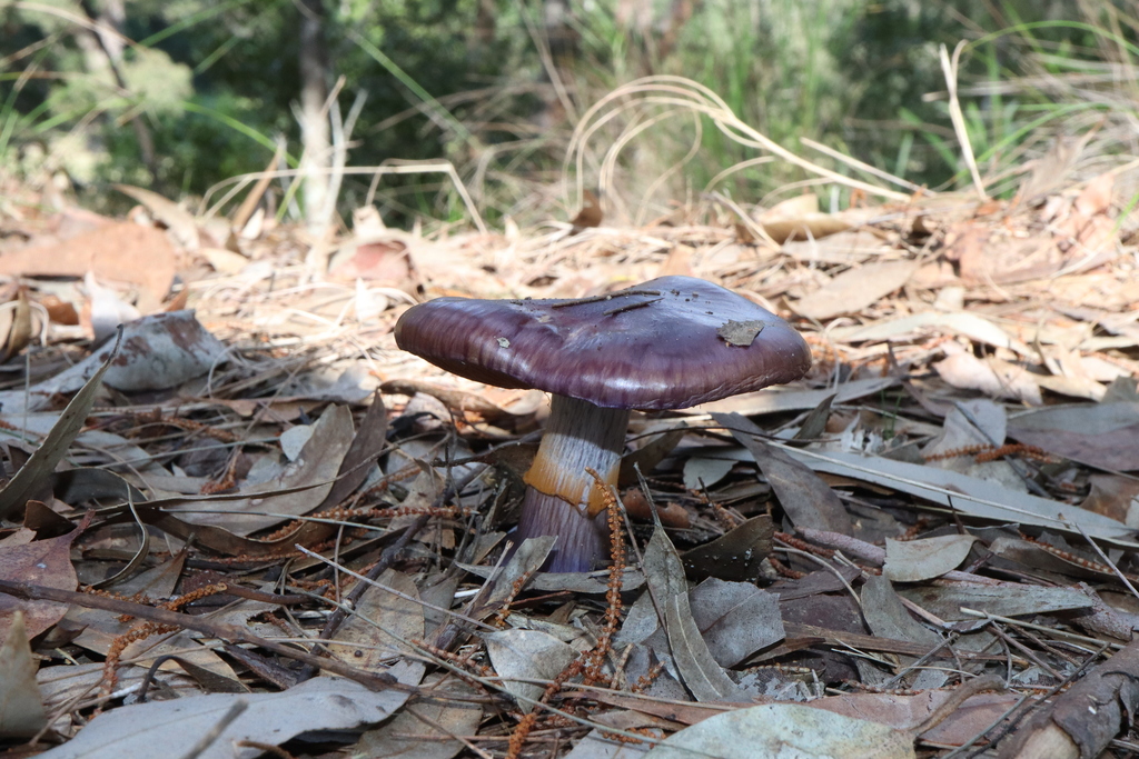 Cortinarius archeri · June 2025 · photo: © thebeachcomber (iNaturalist, cc-by)