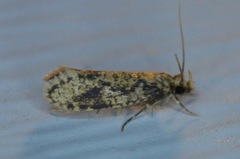 Amydria effrenatella