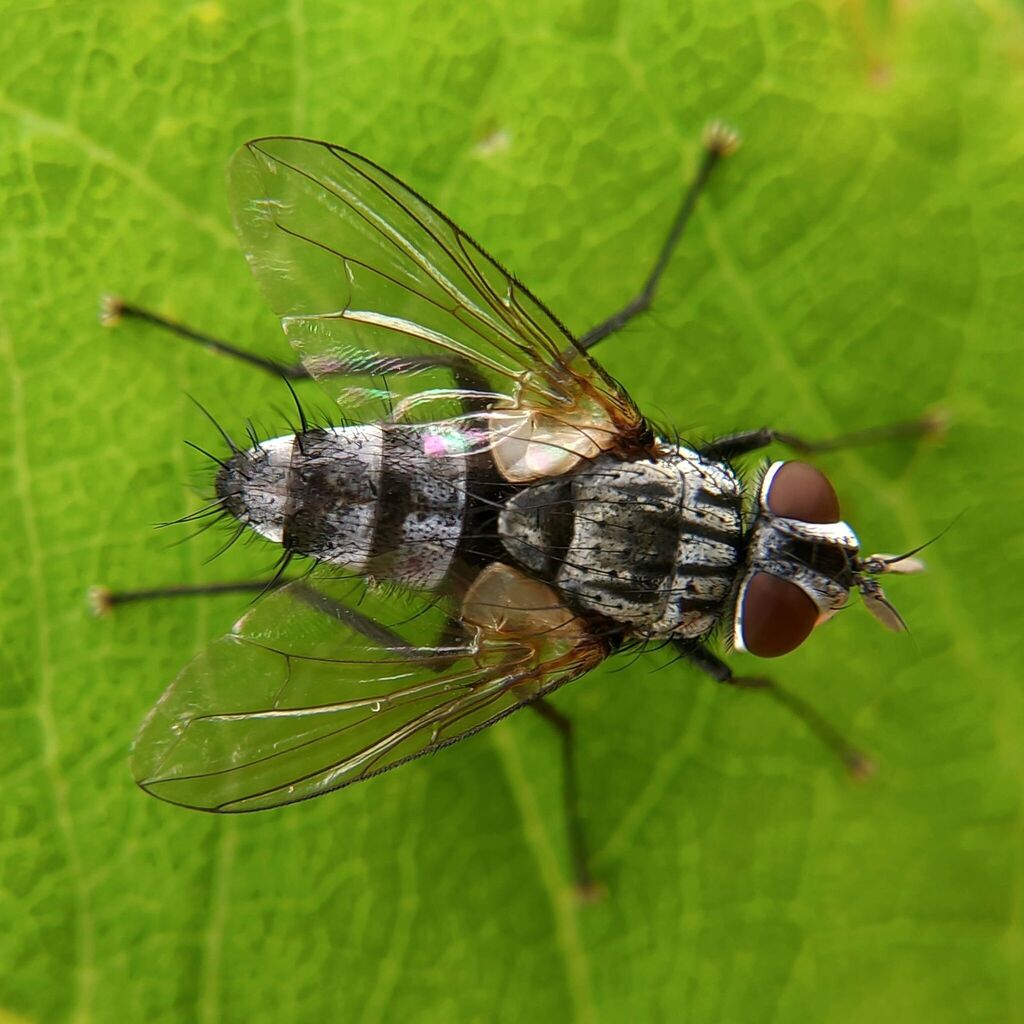 Vibrissina turrita