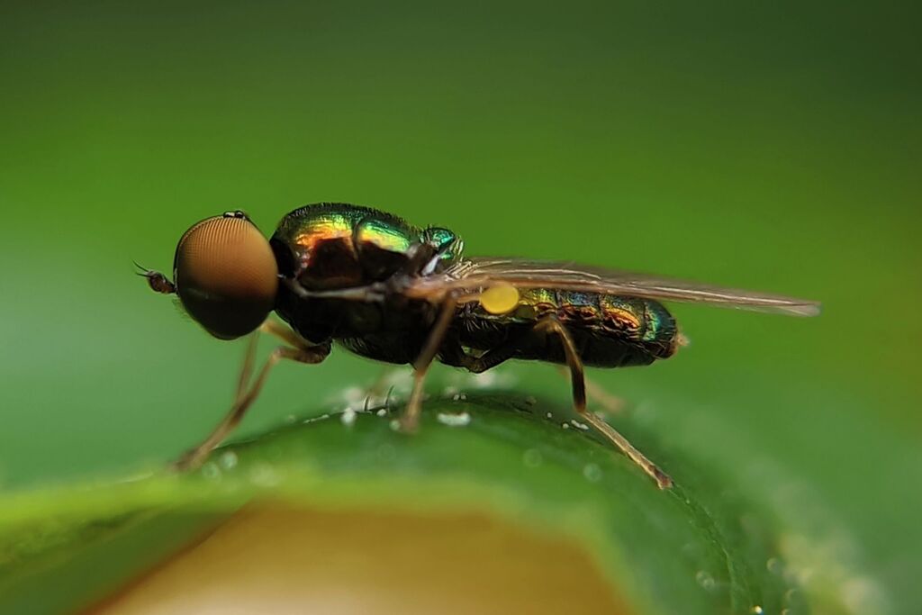 Green Gem