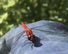 Sympetrum darwinianum