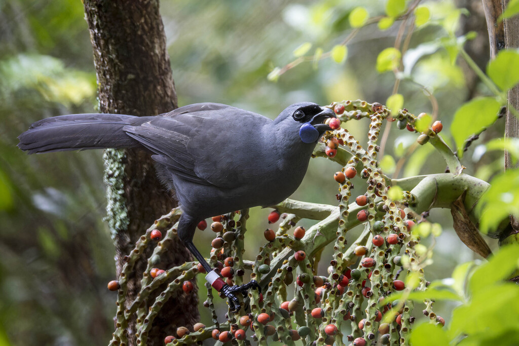North Island Kokako photo