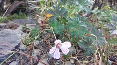 Geranium hayatanum