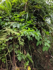 Momordica cochinchinensis