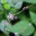 Hylodesmum oldhamii - Photo (c) papatomom, μερικά δικαιώματα διατηρούνται (CC BY-SA)