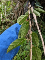 Actinidia rufa