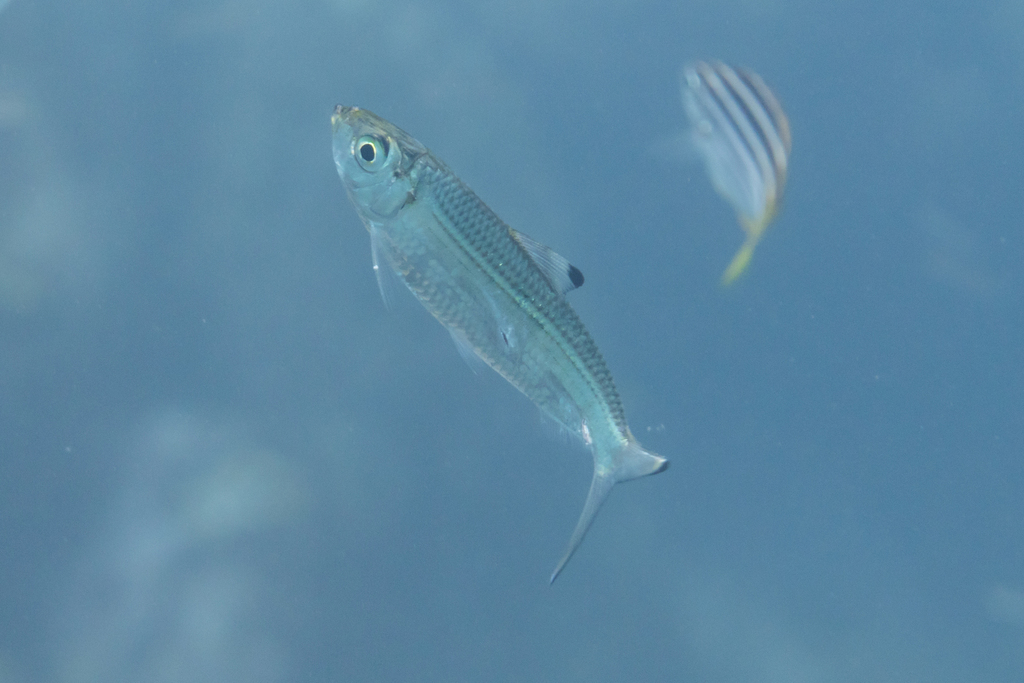 Castelnau's herring (Herklotsichthys castelnaui) — Clupeidae
