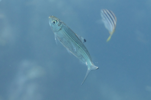 Castelnau's herring (Herklotsichthys castelnaui) — Clupeidae
