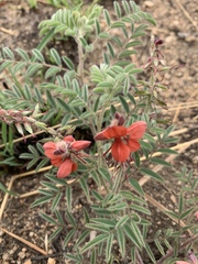 Indigofera sanguinea