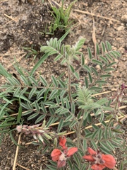 Indigofera sanguinea