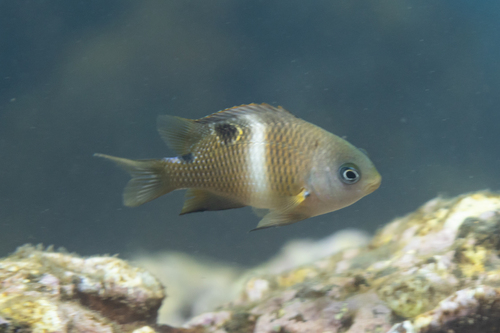 Sash damsel (Plectroglyphidodon leucozonus) — Pomacentridae