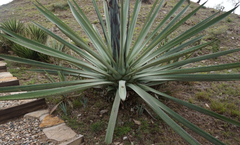 Agave vivipara