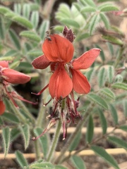 Indigofera sanguinea