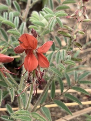 Indigofera sanguinea