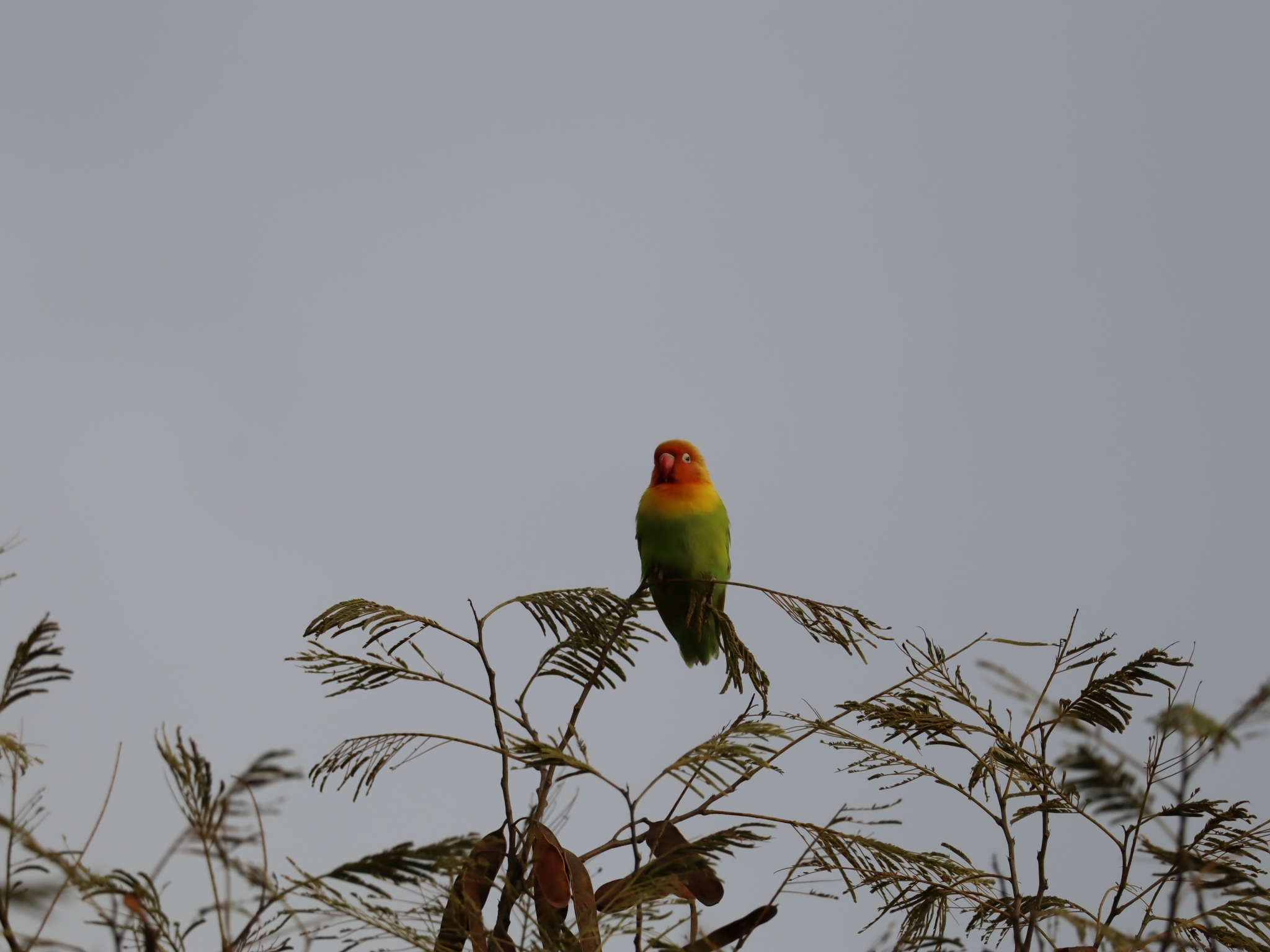 Rosy-faced Lovebird