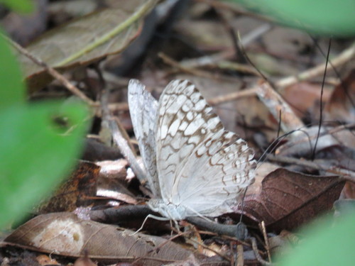 Yucatán Cracker