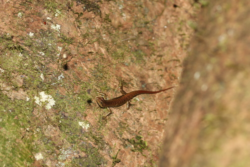 Java Black-spotted Forest Skink, Sphenomorphus puncticentralis