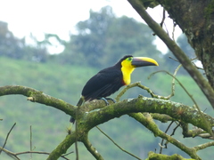 Ramphastos brevis