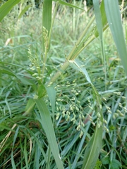 Panicum miliaceum ruderale