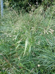 Panicum miliaceum ruderale