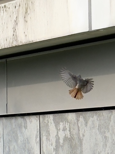 Black Redstart, Radboud Universiteit, Nijmegen, Gelderland, NL, photo 7 of 10