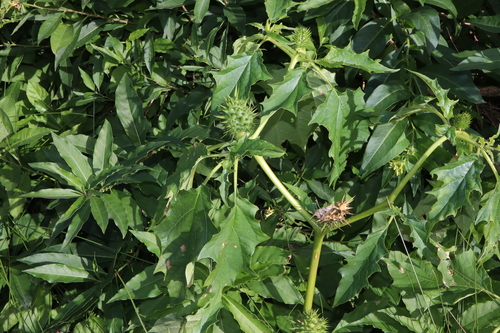 Datura stramonium