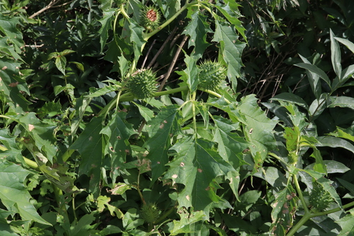 Datura stramonium