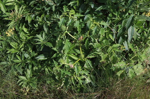 Datura stramonium