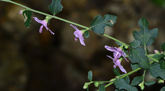 Urena procumbens