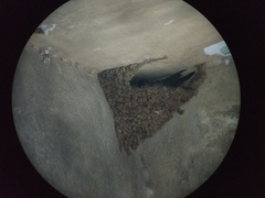 Ptyonoprogne concolor