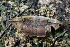 Hypopyra vespertilio