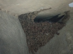 Ptyonoprogne concolor