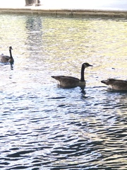 Branta canadensis
