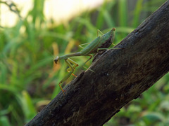 Mantidae