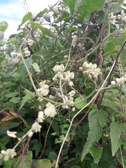 Antigonon flavescens