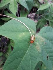 Disonycha quinquelineata