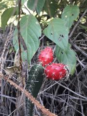 Acanthocereus hesperius