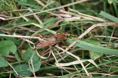 Asilus crabroniformis