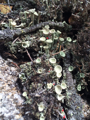 Cladonia coccifera