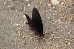 Mimoides ilus occiduus