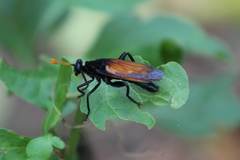 Protomydas rubidapex