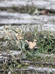 Cladonia botrytes
