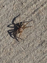 Herpyllus propinquus